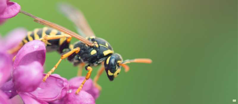 How to Control Wasps