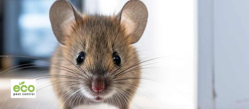 The Health Risks of Rats and Mice