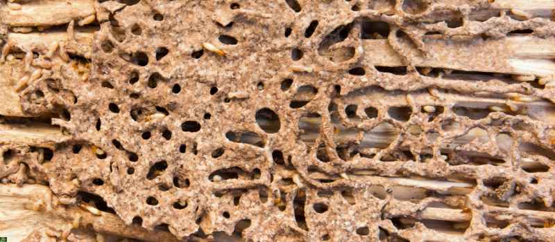 Signs of a Termite Infestation