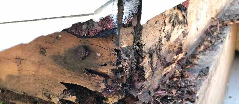 Types of Termite Treatments