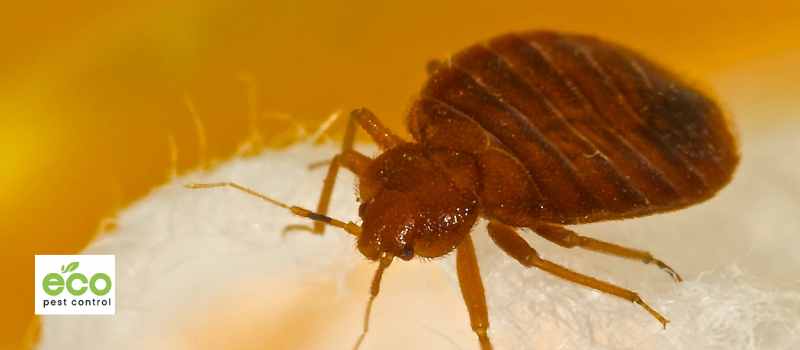 Sydney's #1 Bed Bug Pest Control Treatment