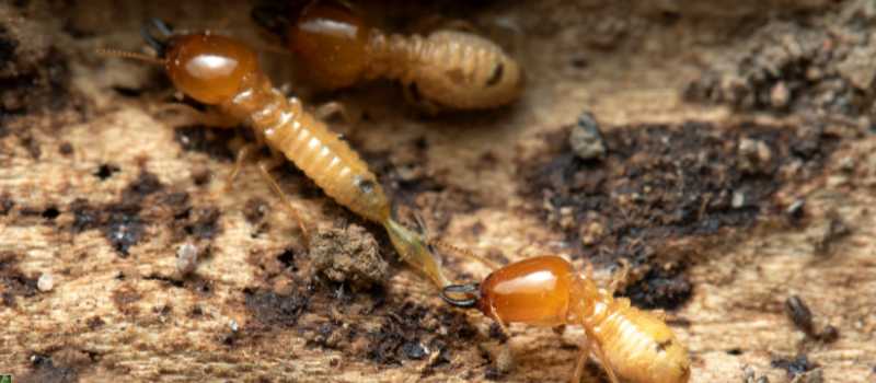 Liquids Used for Termite Control in Sydney