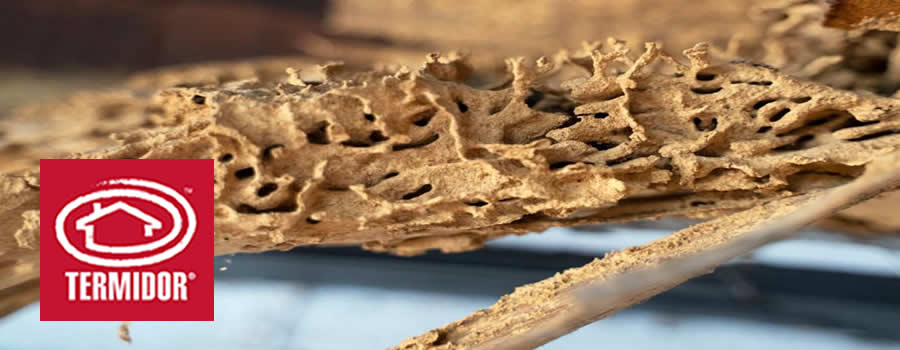 Termite Damage Sydney