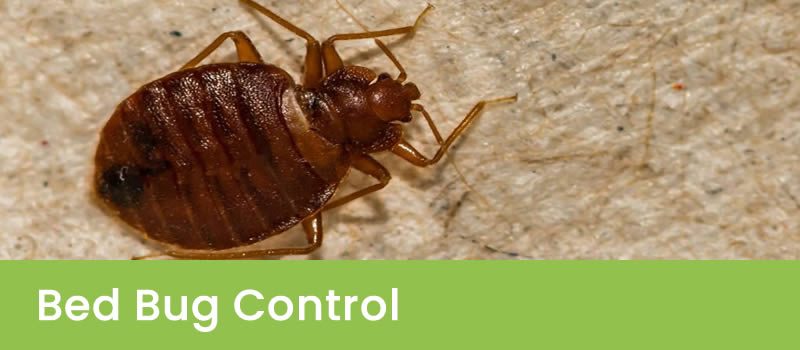 Bed Bugs Control Sydney