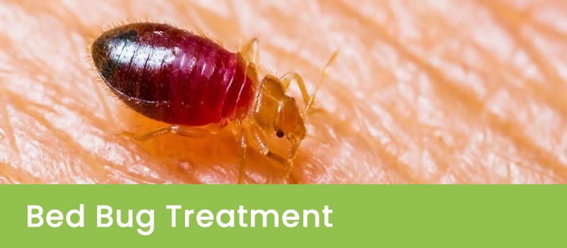 Sydney Bed Bug Exterminator