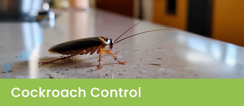 Sydney Cockroach Control