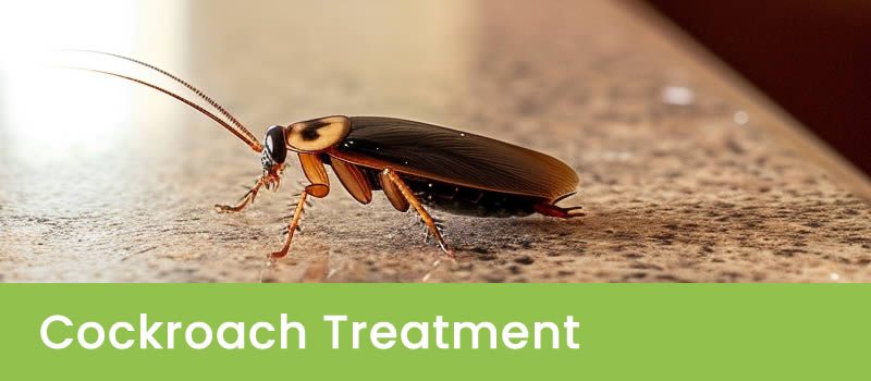 Pest Control Treatment For Cockroaches in Sydney