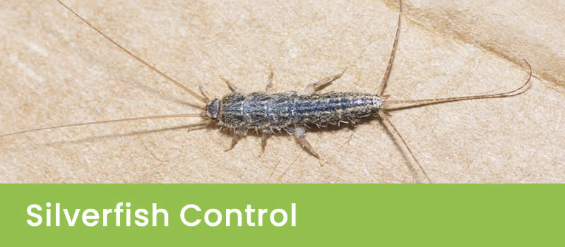  Silverfish Control Sydney